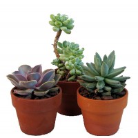Desert Rose Succulent Collection - Echeveria - 3 Plants in 3" Clay Pots   